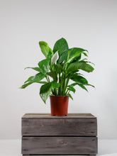 files/IndoorPlants-StudioShots13.11.2023-460.jpg
